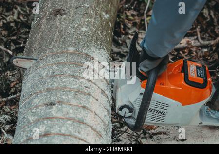 Tree trunk. Marked tree for cutting. Chainsaw Stock Photo