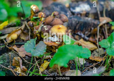 Gray snail on  brown mushroom in  autumn forest. Stock Photo