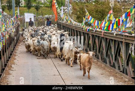 Herd of mountain goats taken for grazing, cross a bridge on river Baspa at Rakchham Himachal Pradesh, India Stock Photo