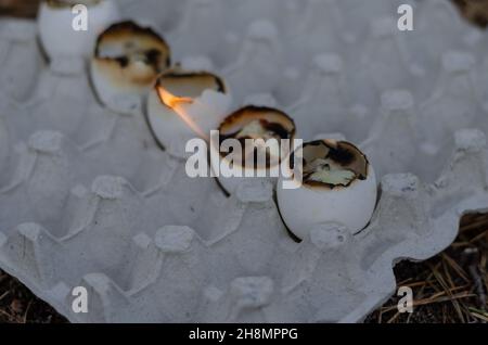 Empty eggshell candles burn in the egg tray. Five burning eggshells in a row. Selection trick. Stock Photo