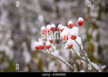 Red rose hips covered in snow in a country garden in winter. Stock Photo
