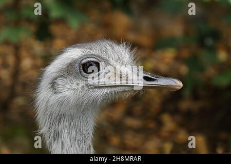 Greater rhea (Rhea americana), young bird, animal portrait, captive, Salzburg Zoo, Austria Stock Photo