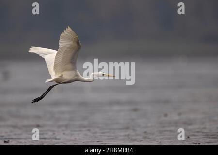 Great egret (Egretta alba), flying over fish pond, Lusatia, Saxony, Germany Stock Photo