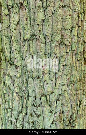 Bark on the trunk of a mossy oak (Quercus), Bavaria, Germany Stock Photo