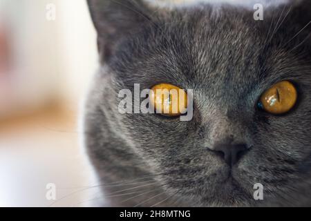 Portrait of British shorthair cat. Closeup view to animal eyes. Domestic purebred gray cat looking at camera, front view Stock Photo