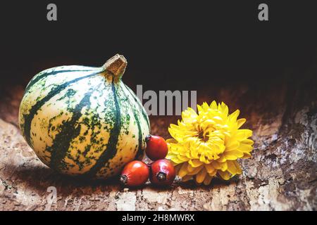 Gourd, pumpkin, rose hip berry, yellow dried flower on wood. Black background. Autumn harvest festival. Organic food and herbs decoration Stock Photo