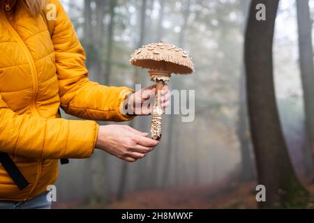 Hiker finding parasol mushroom in misty forest. Edible mushroom (Macrolepiota procera) in female hand Stock Photo