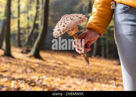 Hiker finding parasol mushroom in autumn forest. Edible mushroom (Macrolepiota procera) in female hand Stock Photo
