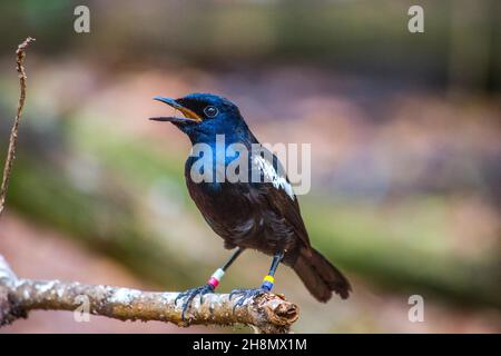 Seychelles dajal, Seychelles Magpie Robin, Copsychus sechellarum, Bird Conservation Paradise, Cousin Island, Seychelles, Cousin, Seychelles Stock Photo
