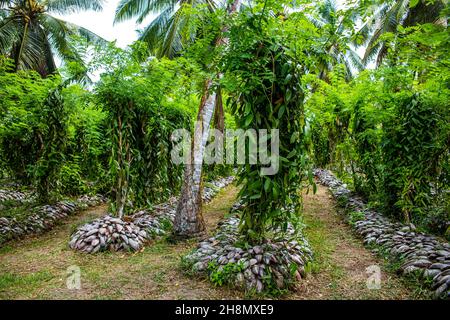 Vanilla Plantation, Vanilla, flat-leaved vanilla (Vanilla planifolia), L'Union Estate, Granite Island, La Digue, Seychelles, La Digue, Seychelles Stock Photo