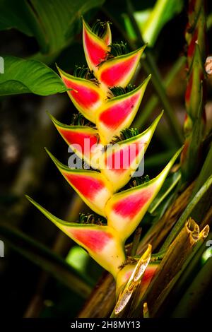 Rainbow-heliconia (Heliconia wagneriana), Jungle, Jardin du Roi, Seychelles, Victoria, Mahe, Seychelles Stock Photo