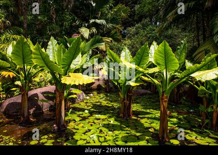 Mont Fleuri Botanical Gardens, Mahe, Seychelles, Victoria, Mahe, Seychelles Stock Photo