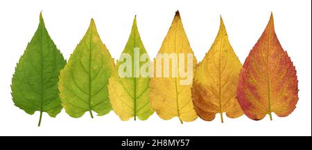 White wood aster (Eurybia divaricata) (Aster divaricatus), leaf with autumn colouring, picture panel, North America, Germany Stock Photo