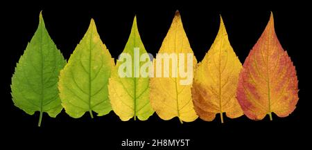 White wood aster (Eurybia divaricata) (Aster divaricatus), leaf with autumn colouring, picture panel, North America, Germany Stock Photo