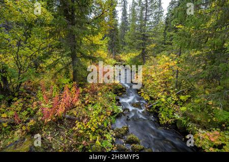 Small stream flows through autumnal forest, Sarek National Park, Laponia, Lapland, Sweden Stock Photo