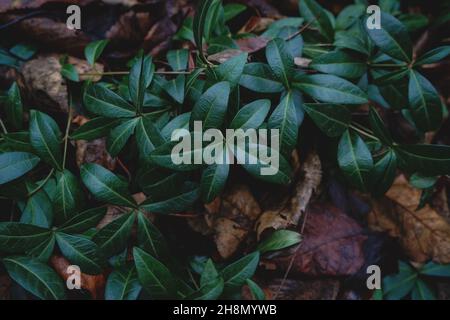Dark background or texture of climbing plants with dense shiny leaves Stock Photo