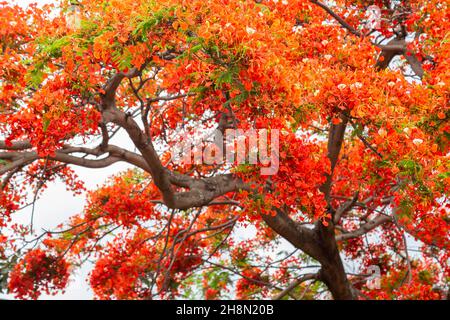 Royal poinciana (Delonix regia), also called flamboyant tree or peacock tree, strikingly beautiful flowering tree of the pea family (Fabaceae) Stock Photo