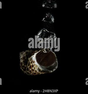 Shells under water with air bubbles Stock Photo