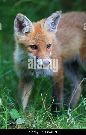Red fox (Vulpes vulpes), portrait of a fox cub in the grass, young male, Krauchenwies, district of Sigmaringen, Upper Danube nature Park Stock Photo
