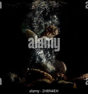 Shells under water with air bubbles Stock Photo