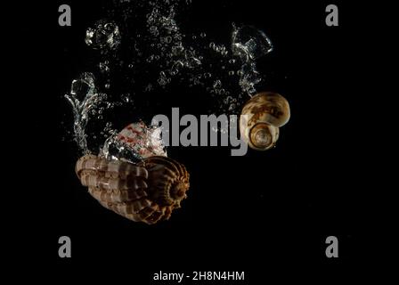 Shells under water with air bubbles Stock Photo