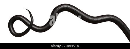 tail of a black snake, isolated on white background banner Stock Photo