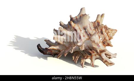 Hexaplex princeps isolated with shadow on white background Stock Photo