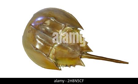 horseshoe crab isolated on white background, Stock Photo