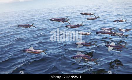 flying fish, group of Exocoetidae Stock Photo