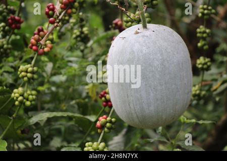 Winter melon or ash gourd is a sambar ingredient in Indian food growing on a plant, Benincasa hispida or ash melon growth Stock Photo