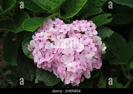 Hydrangea or hortensia plant with blooming pink flowers, Winter flowers with natural green leaf background Stock Photo