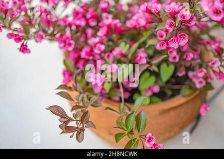Pink mediterranean flowers in terracotta pot. Home house backyard, garden decoration. Fresh summer flower abstract view Stock Photo
