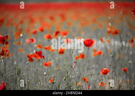 Selective color beautiful poppies on black and white background. Red poppies against black and white background, artistic love romance floral design Stock Photo