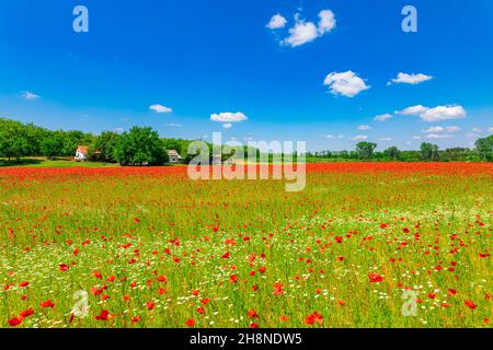 Panorama of poppy field in summer countryside. Red floral sunlight, blue cloudy sky, forest field with meadow flowers. Panoramic nature, idyllic happy Stock Photo