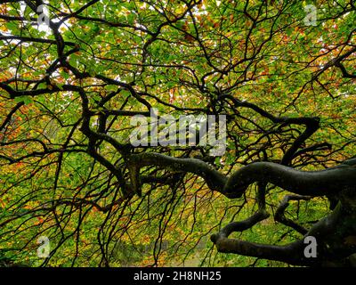 Twisted beech tree in the fall. Les Faux de Verzy, Marne, Grand Est, France. Stock Photo