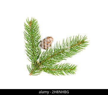 pine branch with a cone isolated on white background Stock Photo