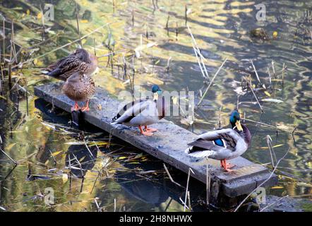 flock of ducks swimming in pond lake. Mallard ducks birds family rest. Selective focus on right duck. Stock Photo