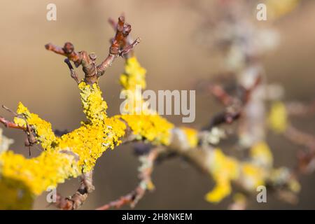 Yellow scale lichens (Xanthoria Parietina) growing on a blackthorn bush in a british meadow Stock Photo