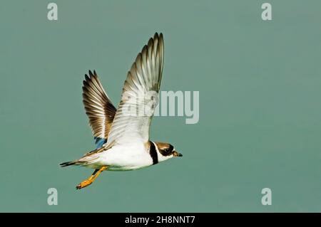 Semi-palmated plover in flight Stock Photo