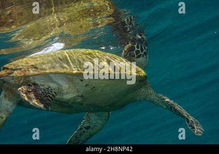 Green Sea Turtle, Chelonia mydas, at surface to take a breath with reflection, Pyramids dive site, Amed, Karangasem Regency, Bali, Indonesia Stock Photo
