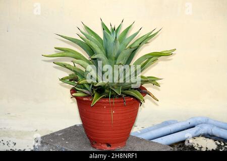 Lion's tail (Agave attenuata) plant in a flower pot : (pix SShukla) Stock Photo
