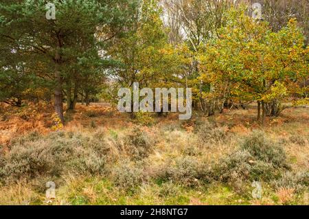 Autumn at RSPB Budby South Forest, Nottinghamshire England UK Stock Photo