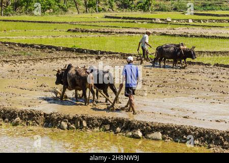 Nepalese farmers plow a muddy rice paddy with teams of oxen and  wooden plows in central Nepal. Stock Photo