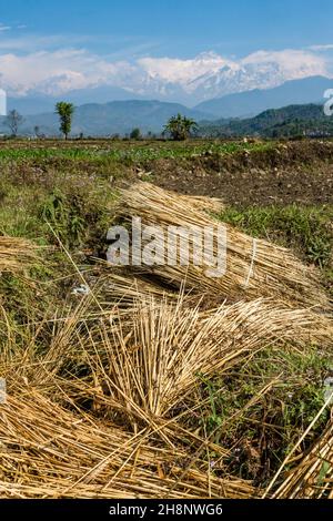 Bundles of rice straw in a farm field near Pokhara, Nepal.  The Annapurna mountain range is behind. Stock Photo