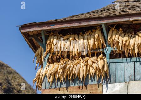 Ears of corn hanging out to dry under the eaves of a traditional farm house in Bandipur, Nepal. Stock Photo