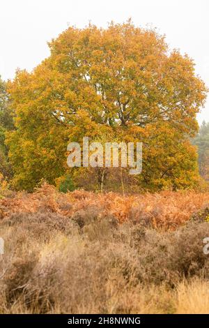 Autumn at RSPB Budby South Forest, Nottinghamshire England UK Stock Photo