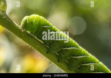 A Tobacco Hornworm, Manduca sexta, on a tomato plant in Utah. Stock Photo