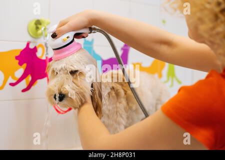 Close-up of female groomer washing head of obedient curly-haired Labradoodle dog with shower sprayer in bathtub at grooming salon. Stock Photo