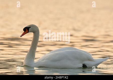 Mute Swan in the river at sunrise, side view, closeup. With a colorful water surface and small ripples. Genus species Cygnus olor. Copy space. Stock Photo