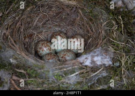 Grauschnäpper, Grau-Schnäpper brütet in einem alten Korb am Haus, Gelege, Nest, Eier, Ei, Muscicapa striata, Spotted Flycatcher, nest, eggs, egg, clut Stock Photo
